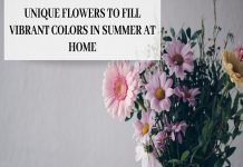 Unique Flowers to Fill Vibrant Colors in summer at Home Unique Flowers to Fill Vibrant Colors in Summer at Home