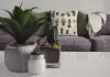 What Do You Need To Know About Keeping Indoor Succulents? WHAT DO YOU NEED TO KNOW ABOUT KEEPING INDOOR SUCCULENT