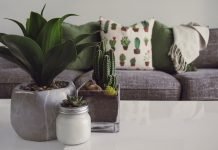 What Do You Need To Know About Keeping Indoor Succulents? WHAT DO YOU NEED TO KNOW ABOUT KEEPING INDOOR SUCCULENT
