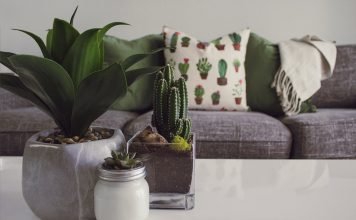 What Do You Need To Know About Keeping Indoor Succulents? WHAT DO YOU NEED TO KNOW ABOUT KEEPING INDOOR SUCCULENT