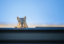 5 Signs of a Squirrel Problem in Your House Squirrel Problem