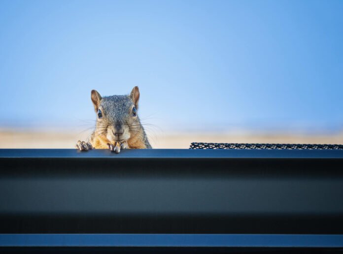 Squirrel Problem