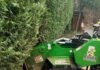The History of tree surgery parts 1 and 2 Hassell Ltd