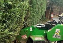 The History of tree surgery parts 1 and 2 Hassell Ltd